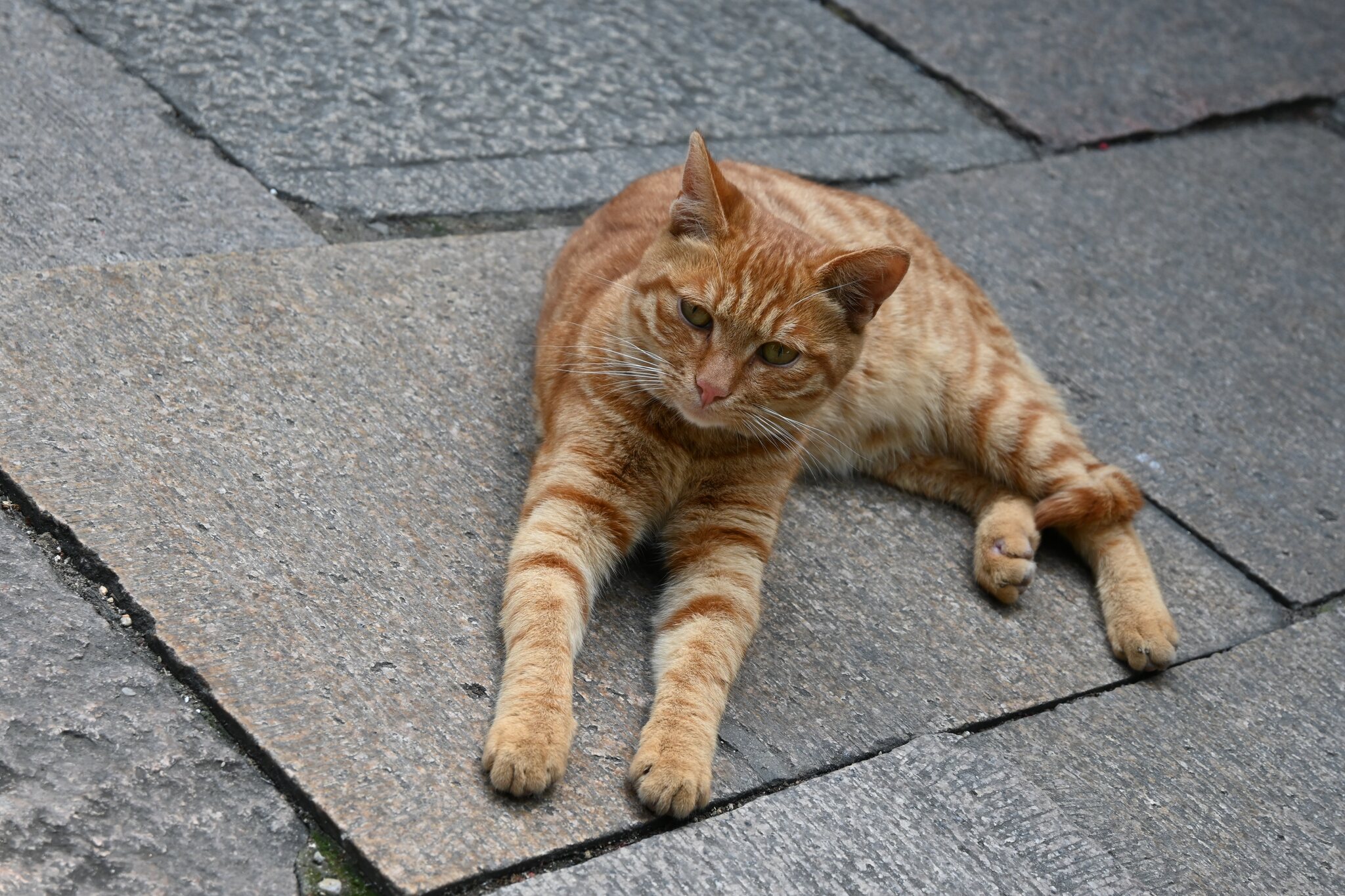 橘猫躺在石板路上看向镜头