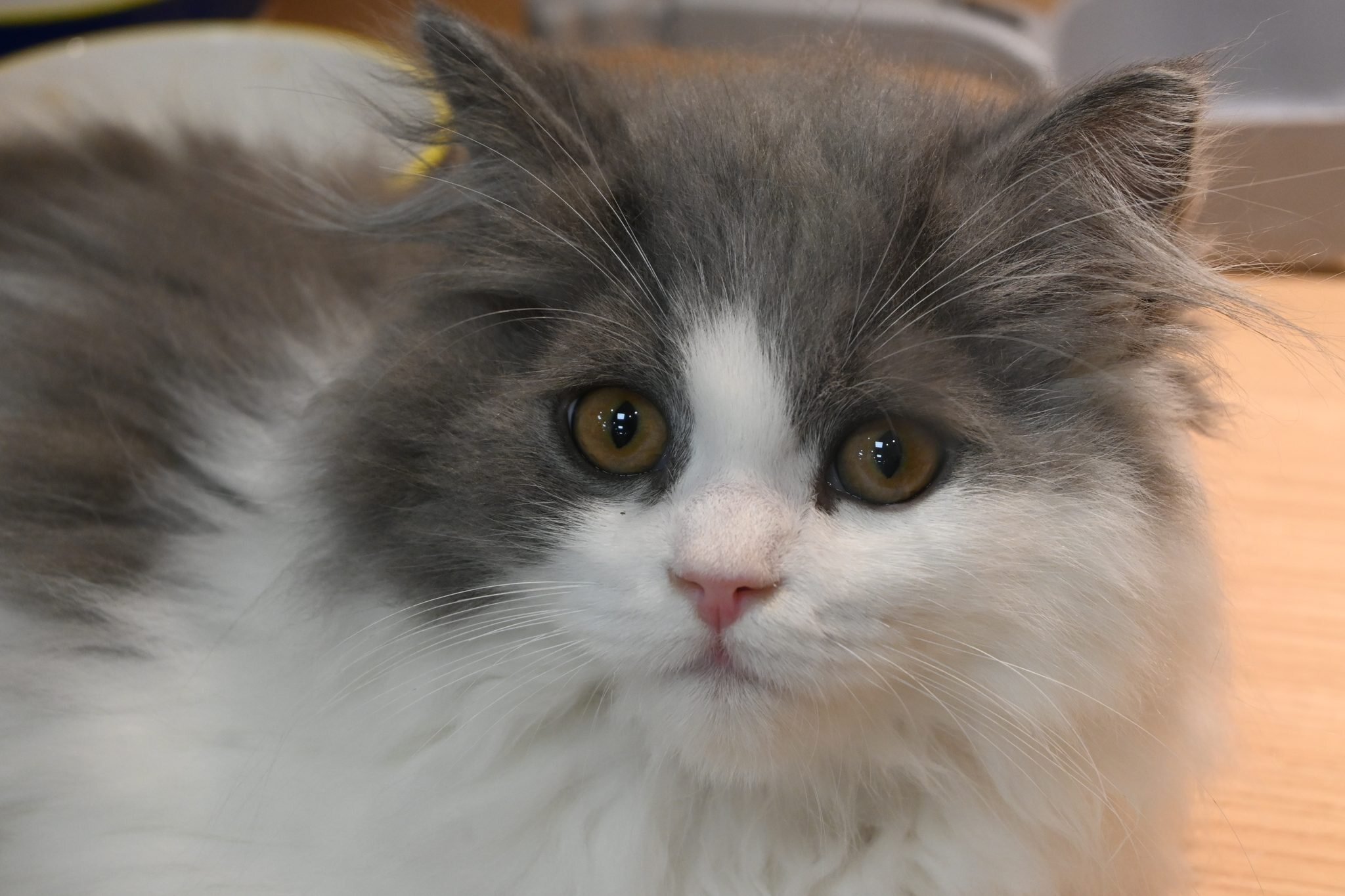 灰白长毛猫睁大眼睛望向前方