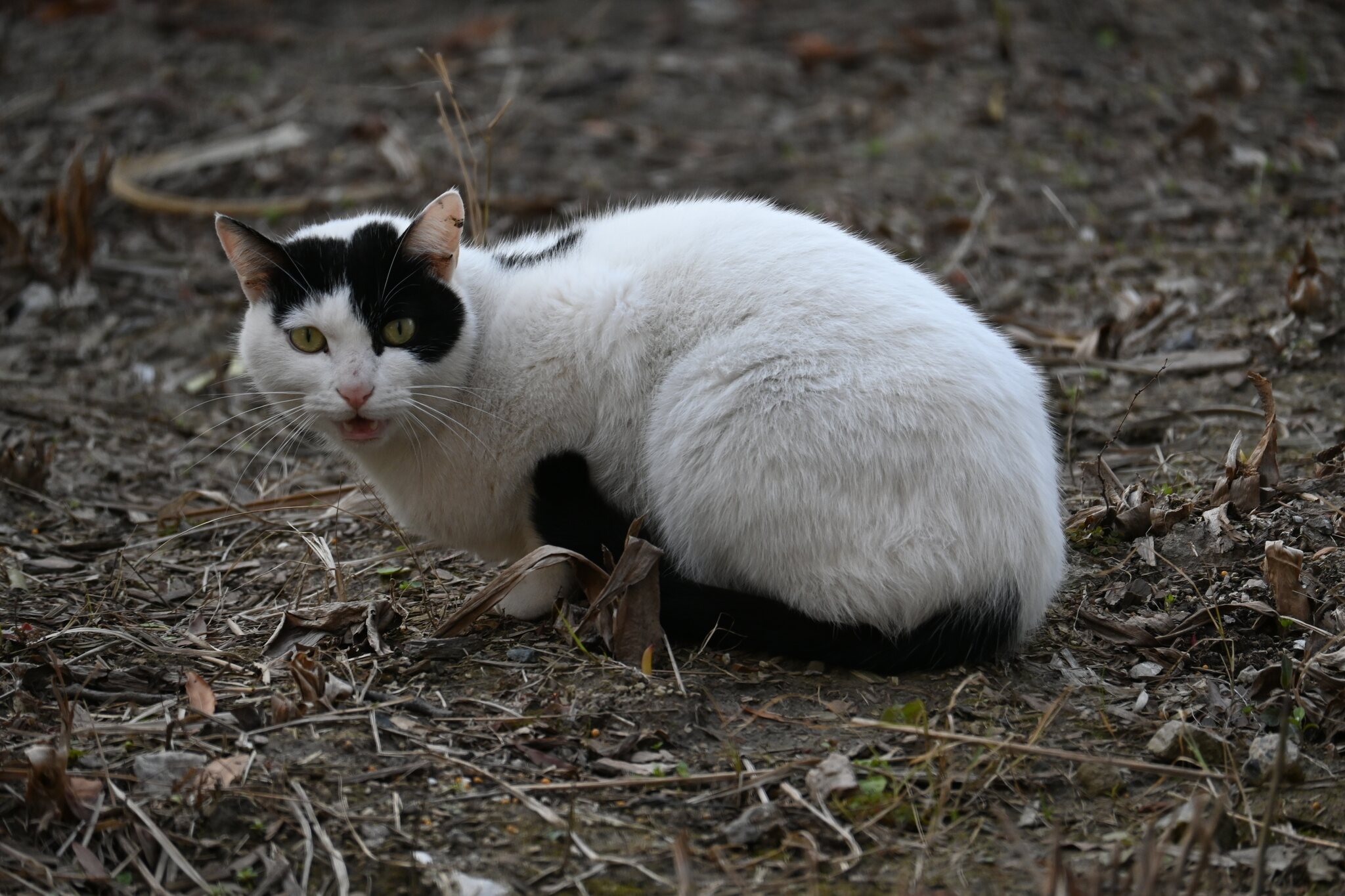 黑白花猫在落叶地面上蜷坐