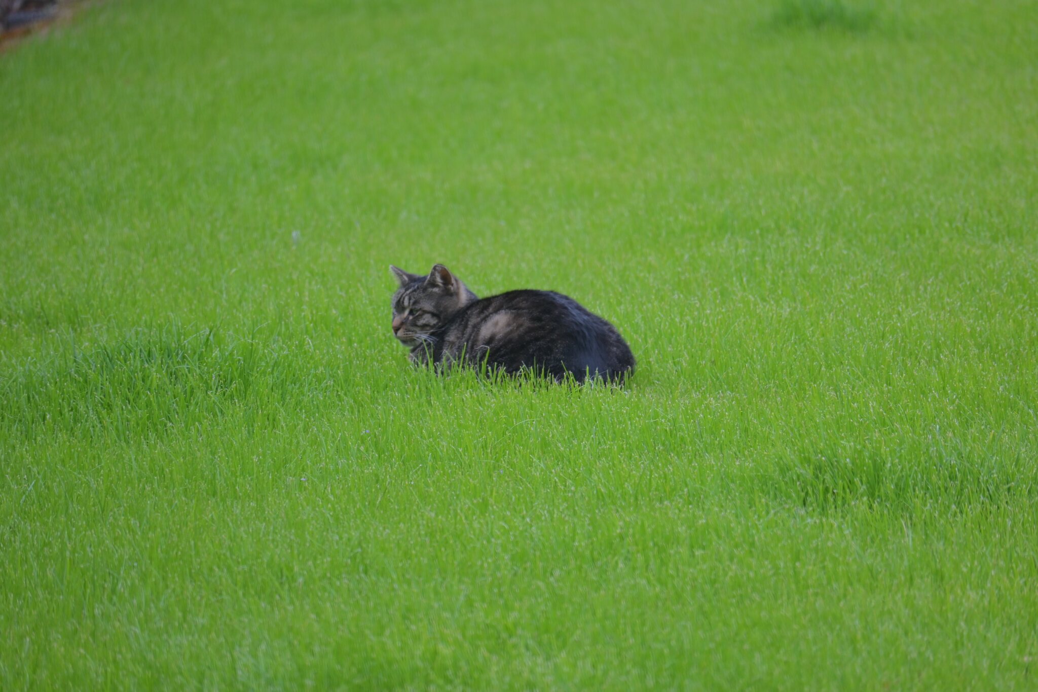 黑猫伏在一片鲜绿色草地中