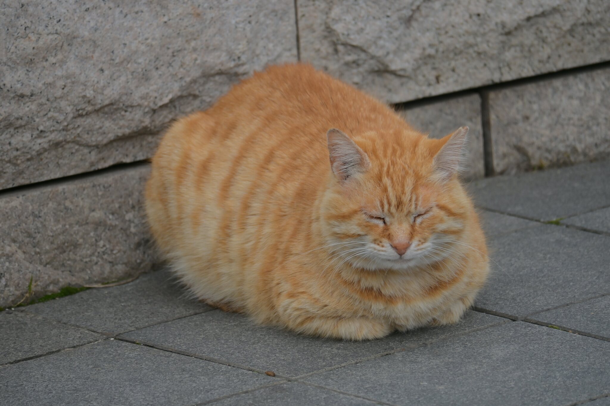 橘猫在石墙旁眯眼揣手休息