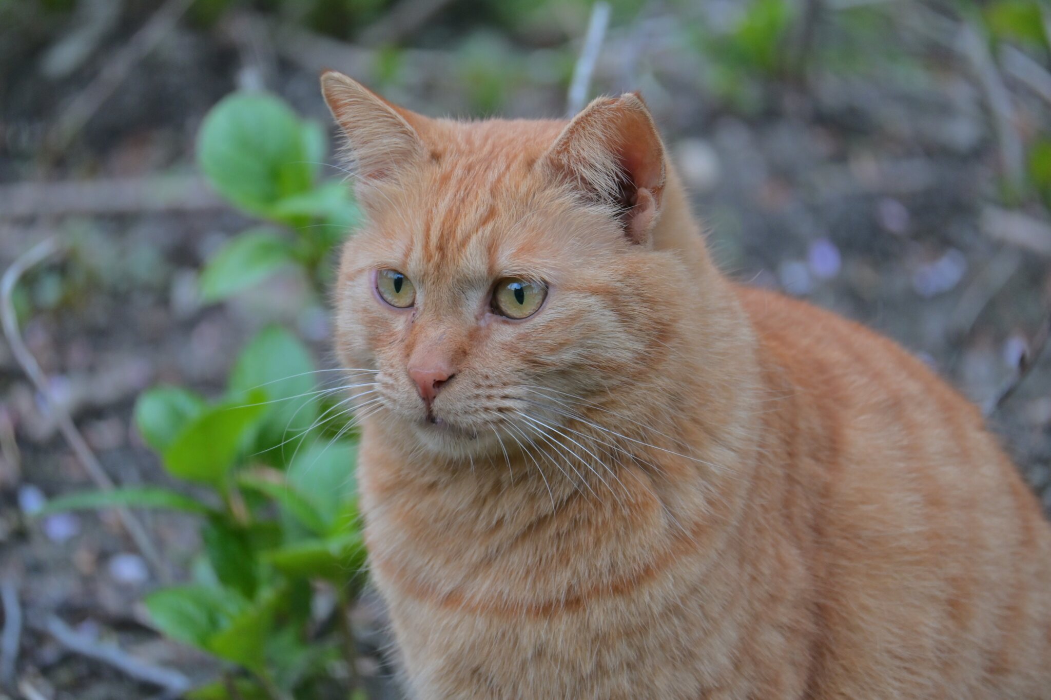 橘猫在绿叶间安静地凝视前方