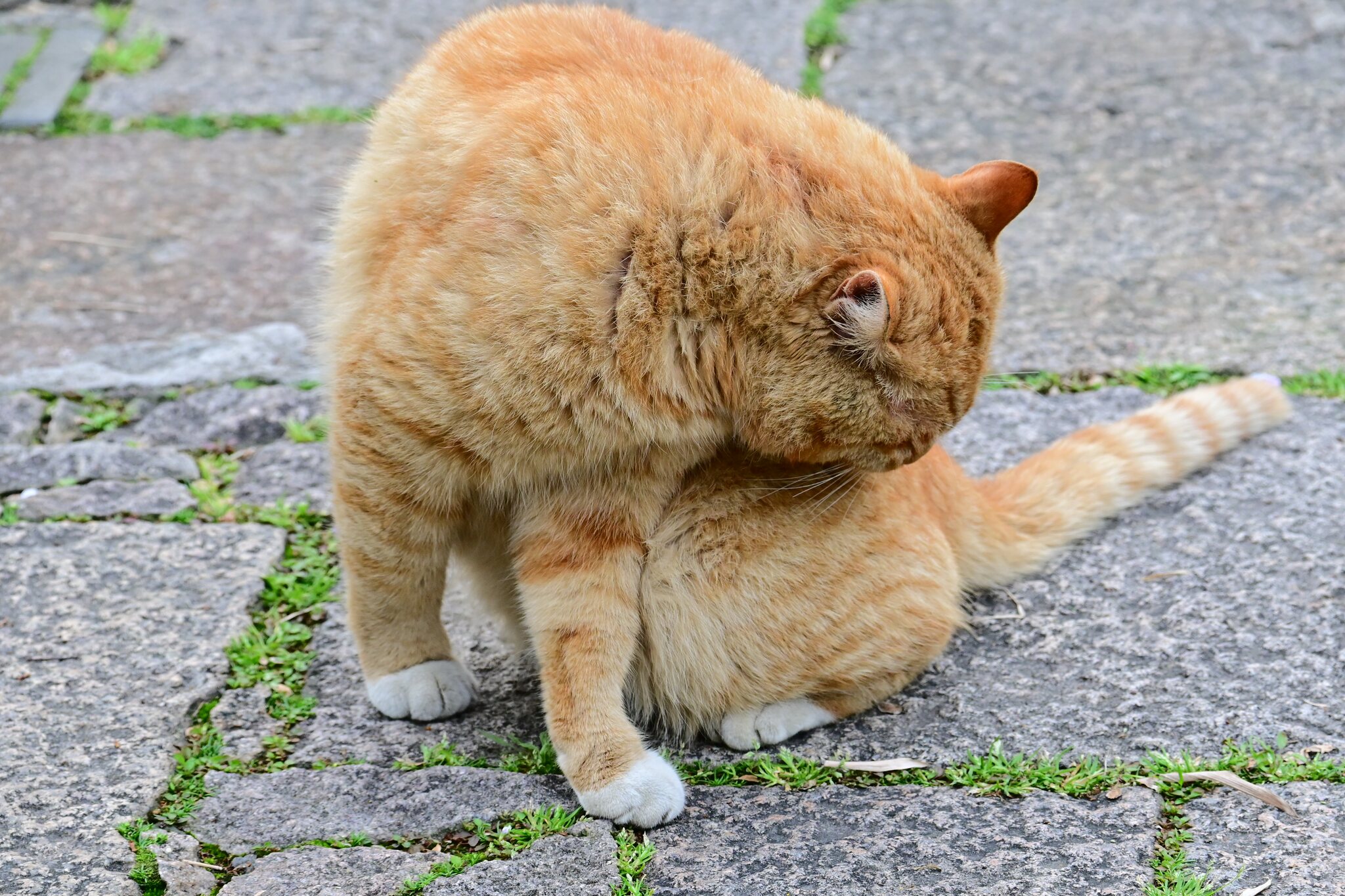 橘猫低头整理毛发