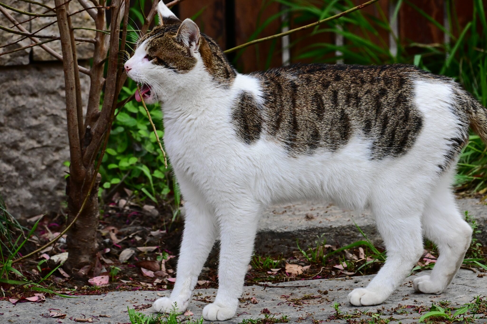 虎斑猫站在花盆旁回头张望