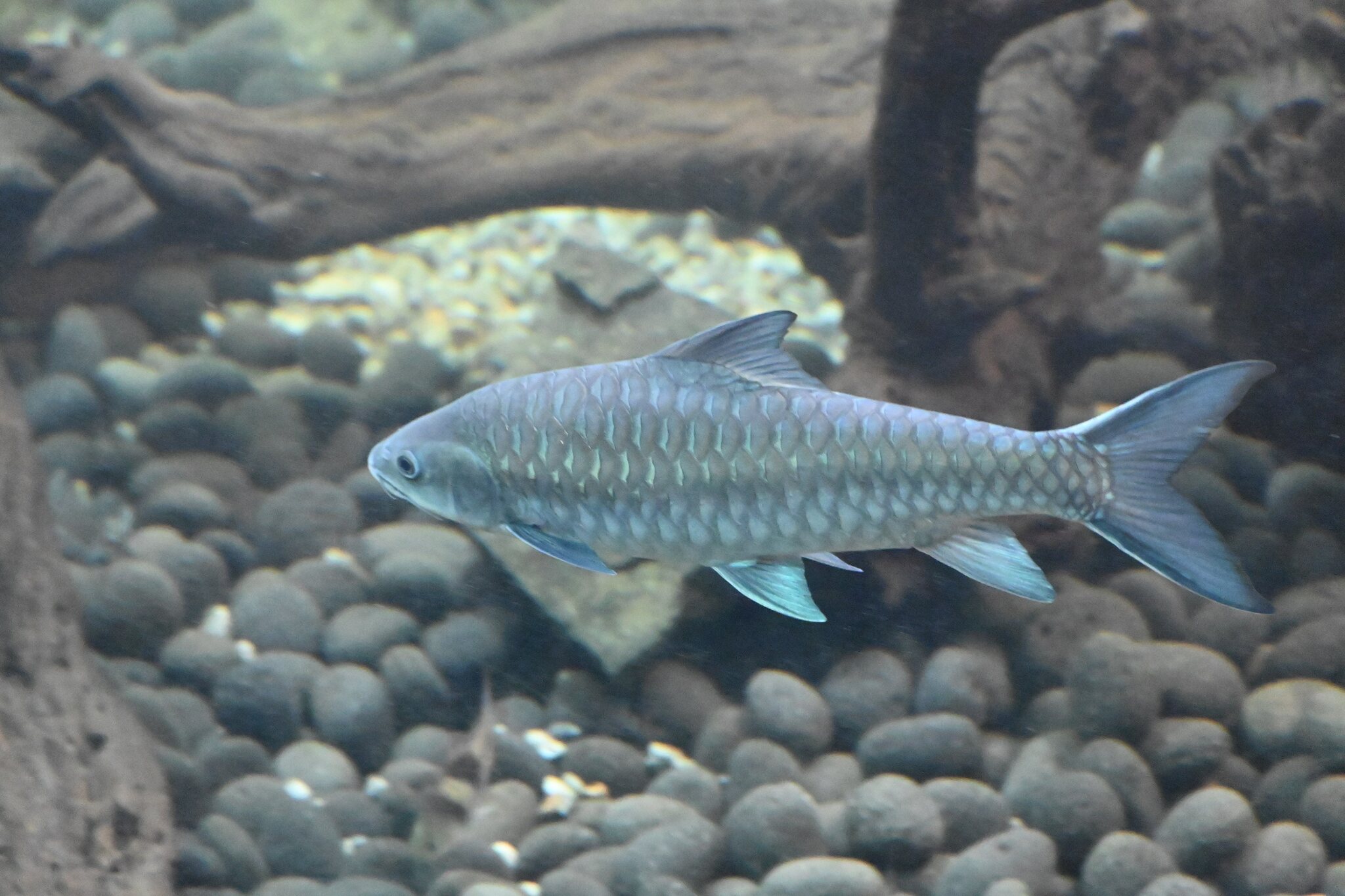 蓝色鱼在水族箱中游动