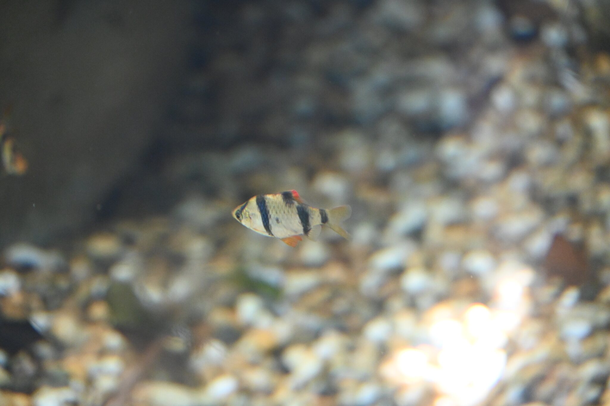 条纹小鱼在水族箱中游动
