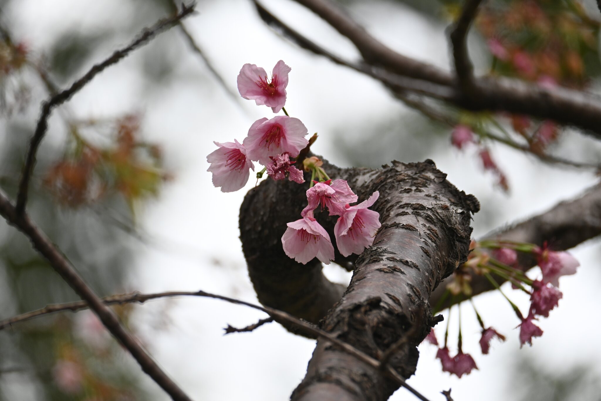 粉色花枝在春光中绽放