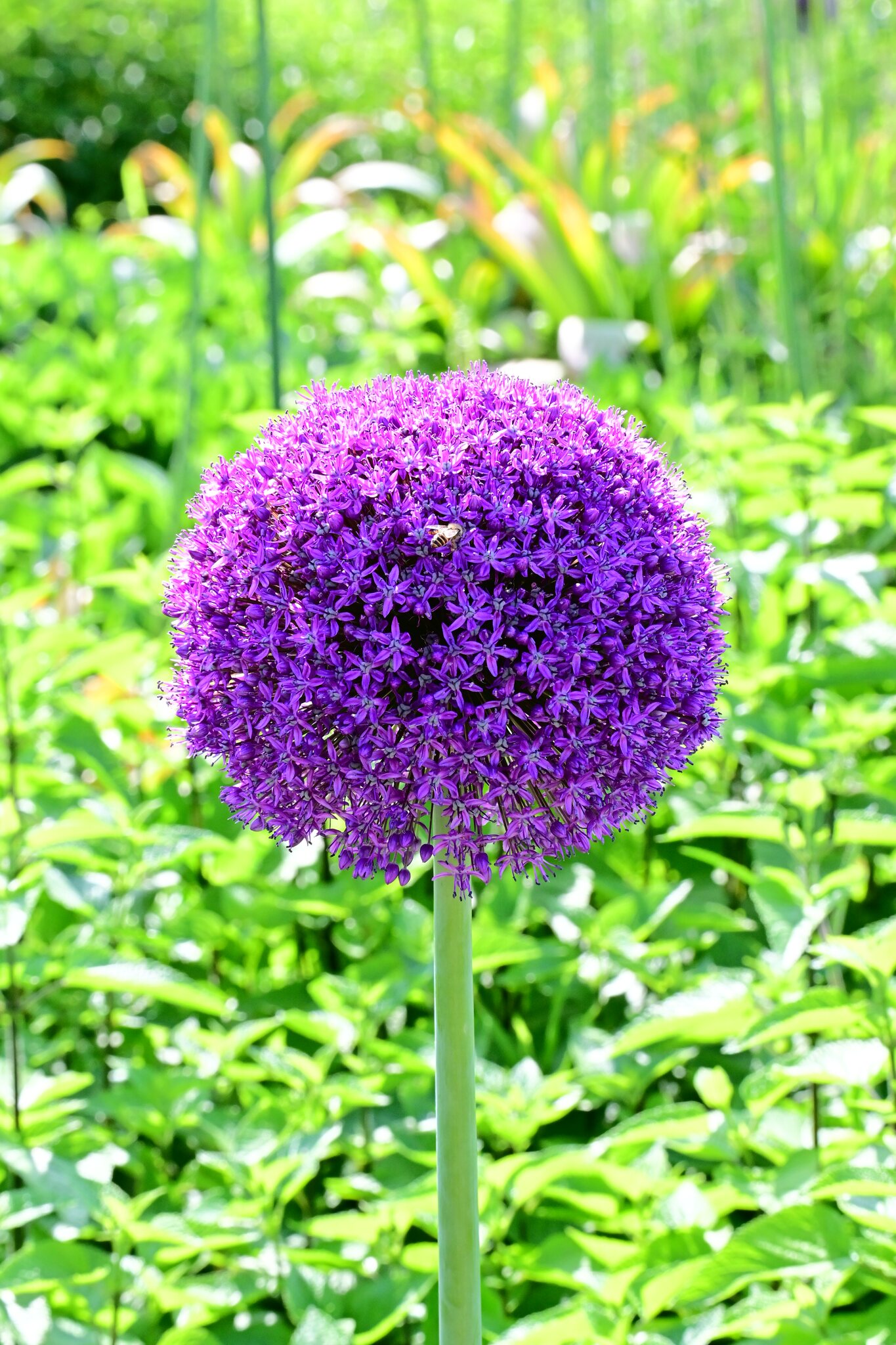 紫色葱花在阳光下圆润盛开