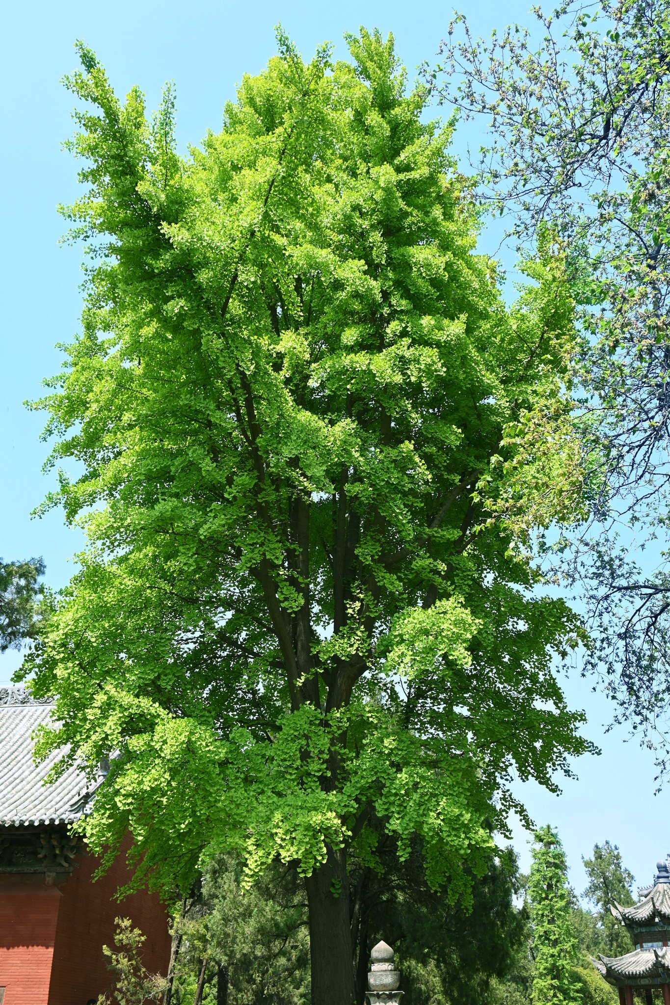 春天长势旺盛的翠绿大树