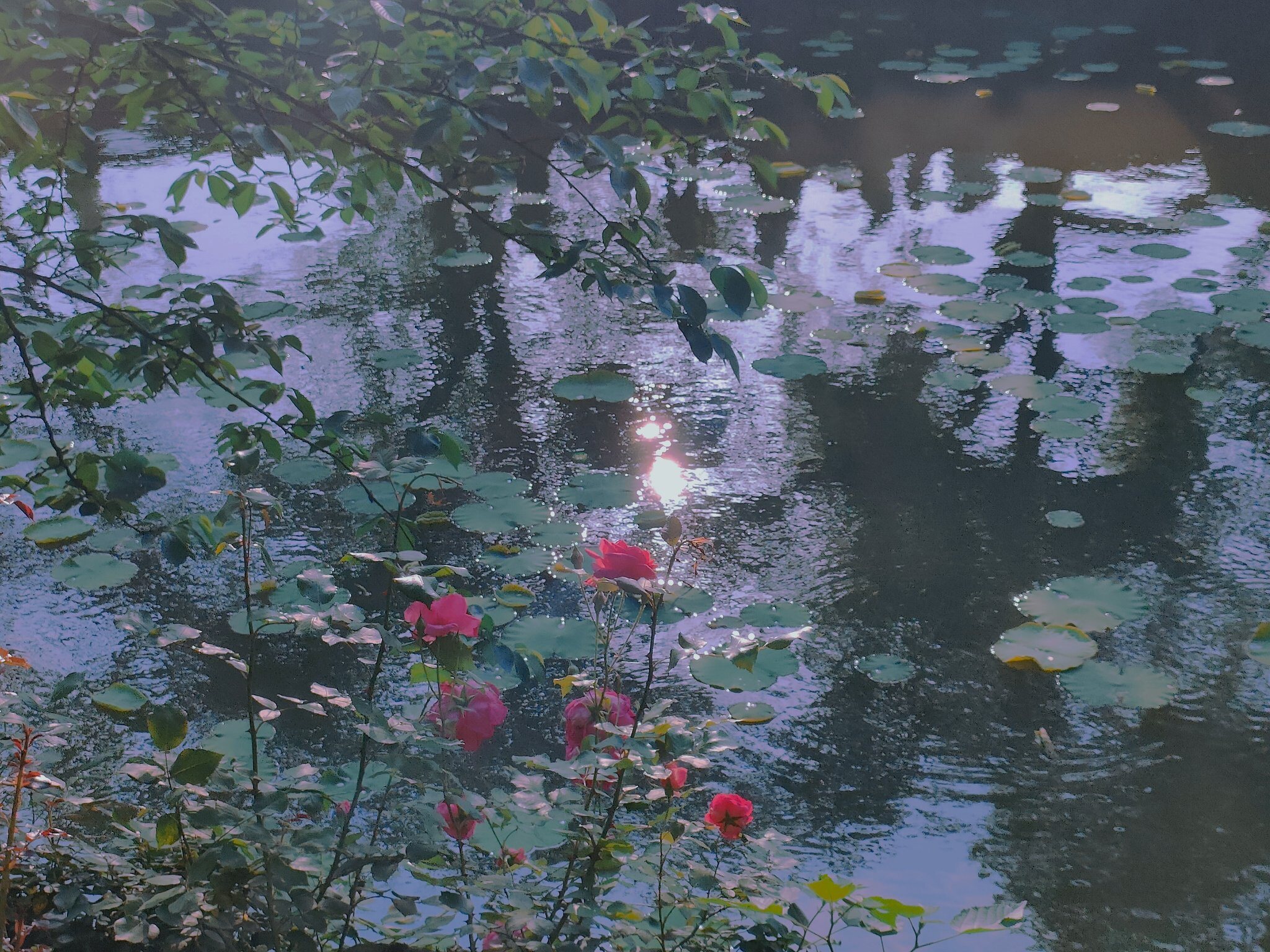 油画般波光粼粼的水面
