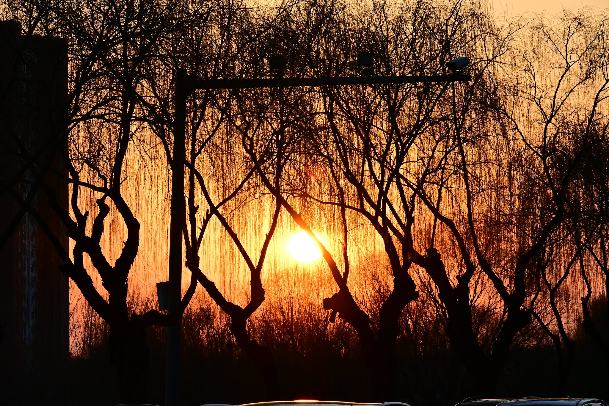 夕阳穿过树影留下温暖剪影